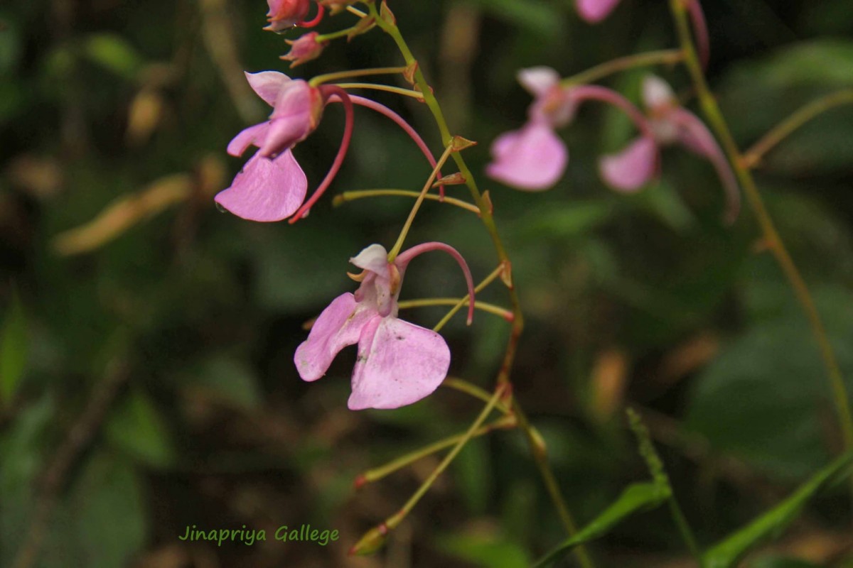 Impatiens elongata Arn.